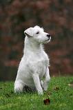 PARSON RUSSEL TERRIER 260